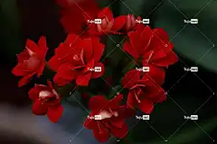 花店长寿花 红色花 花朵 红色花瓣 花壁纸 美丽的花朵 花卉背景