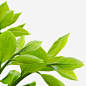 春天自然树叶美景png免抠素材_新图网 https://ixintu.com 春天 自然 树叶 美景