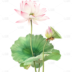 弟噬天采集到中国风花的素材