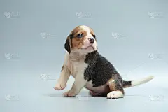 强纯种小猎犬幼犬在工作室灯光