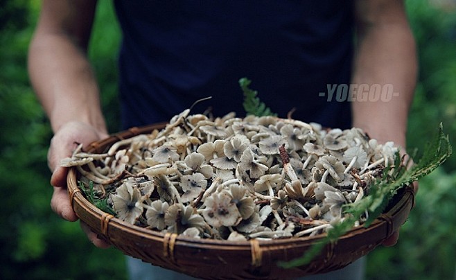 迷你小鸡枞，又叫鸡枞花，一出就是一连片，不少出过鸡枞花的地方，隔些时日还会长出鸡枞菌。儿时上山捡不到鸡枞菌，能捡到朵朵小花也很兴奋。虽然清洗 ...