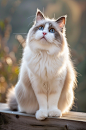 AI数字艺术可爱布偶猫图片-众图网