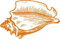 壳 海螺 橙色的 生物学 海螺 海螺 海螺 海螺 海螺