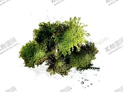 绿色植物 【酷图网】绿色植物,热带树叶,小清新树叶,植物背景,背景简约,植物树叶,竹排,竹栏杆,电视背景墙,背景墙,装修,背景墙效果图,室内背景墙,效果图,免扣,壁画,装饰画,现代,壁纸,墙纸,沙发背景墙,砖墙,墙面,绿色,藤蔓,蔷薇,玫瑰,蝴蝶,树叶,边框