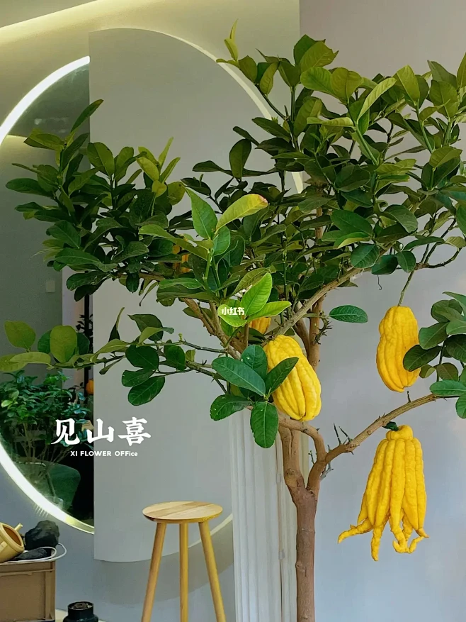 见山喜·植物客厅｜佛手柑10年龄盆栽-花瓣网
