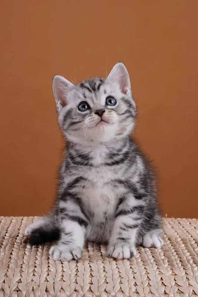 美国短毛猫纯种美短虎斑美短加白起司暹罗金...