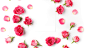 Roses_White_background_Pink_color_555838_3840x2160.jpg (3840×2160)