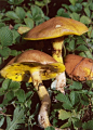 黄粘盖牛肝菌Suillus flavidus (Fr.) Sing.，牛肝菌科粘盖牛肝菌属，分布于黑龙江、陕西、四川、云南、西藏等地。子实体一般较小。菌盖直径3-6cm，初期扁半球形，后期扁平且中部稍凸起，表面黄
黄粘盖牛肝菌
黄粘盖牛肝菌
色，粘，光滑。菌肉淡黄色，稍厚，伤后不变色。菌管层直生或稍延生，蜜黄或橙黄色。菌管口较大，角形，直径2mm左右。菌柄近圆柱形，黄白至淡黄色，长3-6cm，粗0.5-1cm，顶部有细网纹，布暗褐色腺点，内部松软至变空心，基部稍膨大，其上部有易脱落的淡黄色膜质菌环。孢子浅