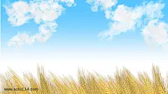 手绘简约小麦海报背景