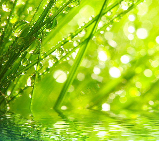 绿色 自然 植物 生长 背景 露水