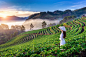 Asian woman wearing vietnam culture traditional in strawberry garden on doi ang khang , chiang mai, thailand.