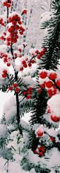 Winter Berries