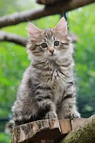 挪威森林猫,小猫,木制,森林,厚木板,自然,垂直画幅,注视镜头,户外,围栏