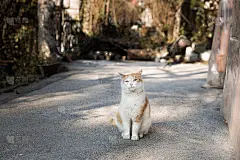 家猫在晒日光浴。