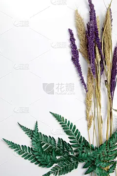 近距离拍摄的干燥的普通蕨叶和谷子