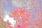 Photograph kawazu-zakura by shirunosuke on 500px