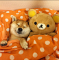 柴犬マロたん和它最爱的轻松熊玩偶【这个搭配真是蠢萌蠢萌|• •๑)”w