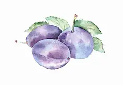 手绘西梅  - 源文件下载【酷图网】蓝莓水彩画,葡萄,水彩画,水果水彩画,水彩画水果,手绘水果,手绘水果图