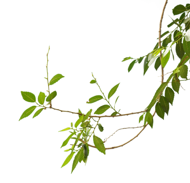 树枝 树叶png