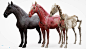马 肌肉解剖模型 HORSE éCORCHé 3D MODEL