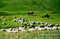 中国最美的草原——祁连山草原, 张洋旅游攻略