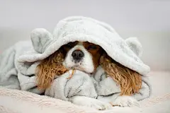 点击来源直接获取大图文件 |骑士查理王小猎犬特写肖像有趣的狗躺在浅色床单上阳光明媚的周末早晨放松。幸福的家庭氛围温馨的心情。宠物友好型酒店