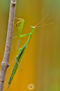 Aloke Sahu在 500px 上的照片Mantis Religiosa