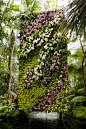 The Orchid Show | NYBG