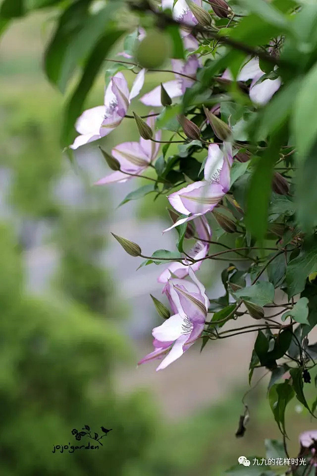 jojo'garden-17年春花铁线莲...