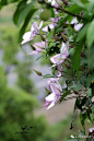jojo'garden-17年春花铁线莲图片总汇