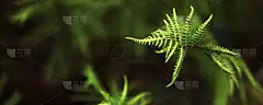 森林中蕨类植物的绿叶，俯视图。