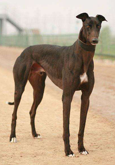 食肉目犬科犬亚科犬属格力犬