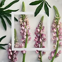 植物区系横条幅，有空白