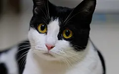 2560x1600黄色眼睛猫，黑白色 壁纸, 图片