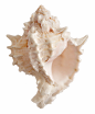 艺术简约欧式抽象珍珠贝壳图形元素印花印刷封面海报装饰相册素材 (14)
