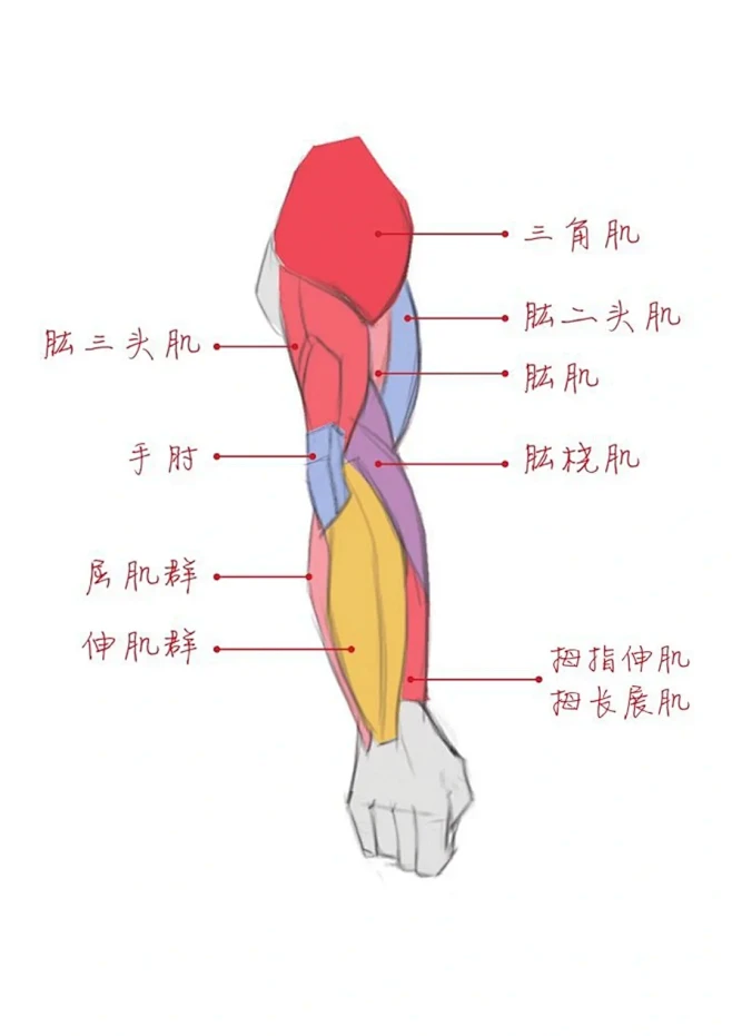 手臂骨骼及肌肉结构 - 小红书-花瓣网