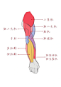 手臂骨骼及肌肉结构 - 小红书