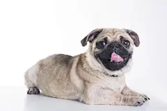 八哥犬 狗