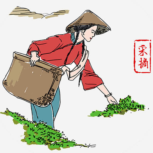 采茶叶怎么画图片(采茶叶怎么画图片简单)