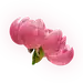牡丹花朵花束PNG免抠