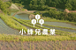 小蜂兒農業 ｜ Bee b. Farm : It is a Logo design project for Bee b. Farm in 2018. Bee b. Farm has been engaged in the production, distribution and sale crops, especially hydroponic agricultural products.