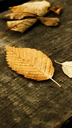 秋天唯美枫叶大自然风景手机壁纸 640x1136