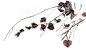 古风枯树素材