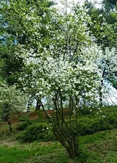 白鹃梅