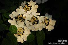Poppyzu采集到花