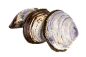 Clams-PNG-Photo