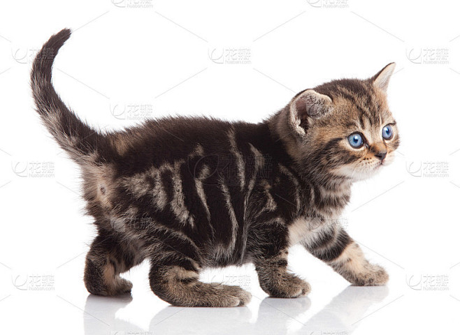 白底上的小猫