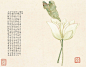〈菡蓞〉
劍俠。賽六郎者，奇女子也，姓何，名菡蓞，鍊於太華峯頂玉井，得劍術，光芒長十丈餘，望之如椽。戰國時居吳得道，漢代降於柳池，齊東昏侯鑄金以事，命潘妃步其後塵，唐天寶初，明皇鑿太液以求仙，因現千葉重臺，當時以為瑞。宋有周子，美少年也，夏日閒居，見一女子披紅衣，擎翠蓋，亭亭立其前，索周作傳。周生平少所推詳，惟菊生、牡丹女二人，及見何中通外直，香遠益清，謂其有君子風，遂立說兼訂莫逆焉，朝夕相處甚親，終未有染，飛昇之日，朝玉皇於?灧天宮，賜水雲袍一襲，今猶著之，殆公孫太娘、聶隱娘之流亞歟。

鈐印：「古泉」