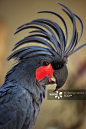 Portrait of black parrot