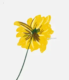 手绘雏菊花朵免扣元素图片大小566x656px 图片尺寸139.73 KB 来自PNG搜索网 pngss.com 免费免扣png素材下载！扁平#复古#花朵#黄色#黄色花朵#设计#视觉#手绘#小雏菊#小清新#造型#装饰图案#